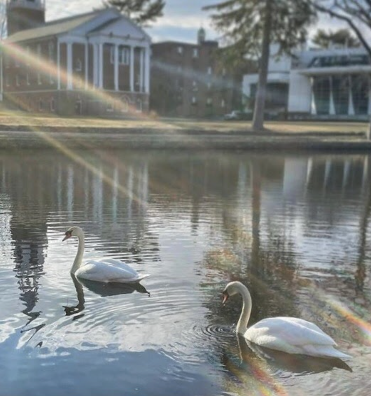 Two swans sitting in the water at Peacock Pond at Wheaton College