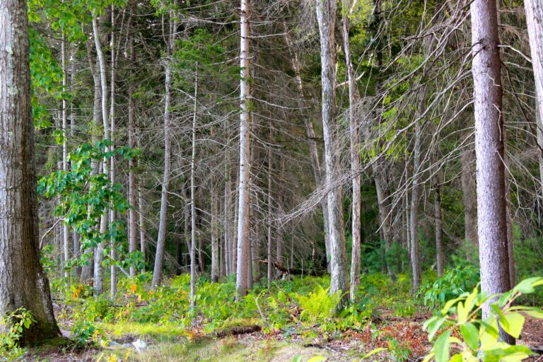 Student groups take initiative, band together to preserve woods