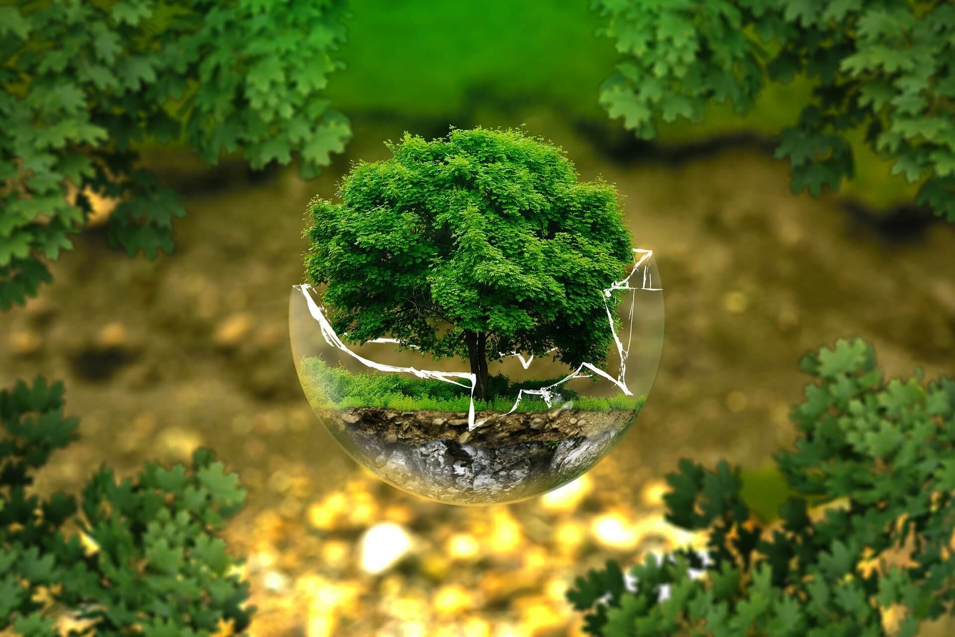 A small green tree sitting within a glass container