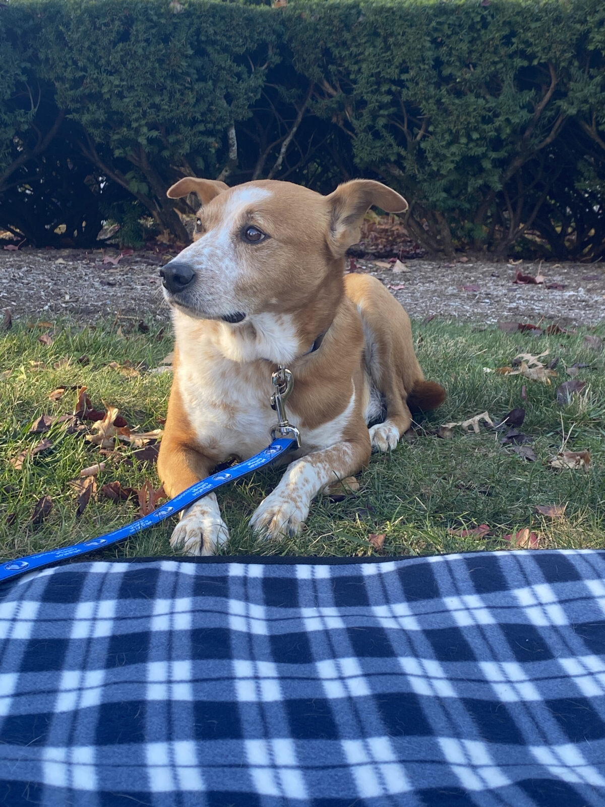 The Beloved Celebrity; Tito the Therapy Dog