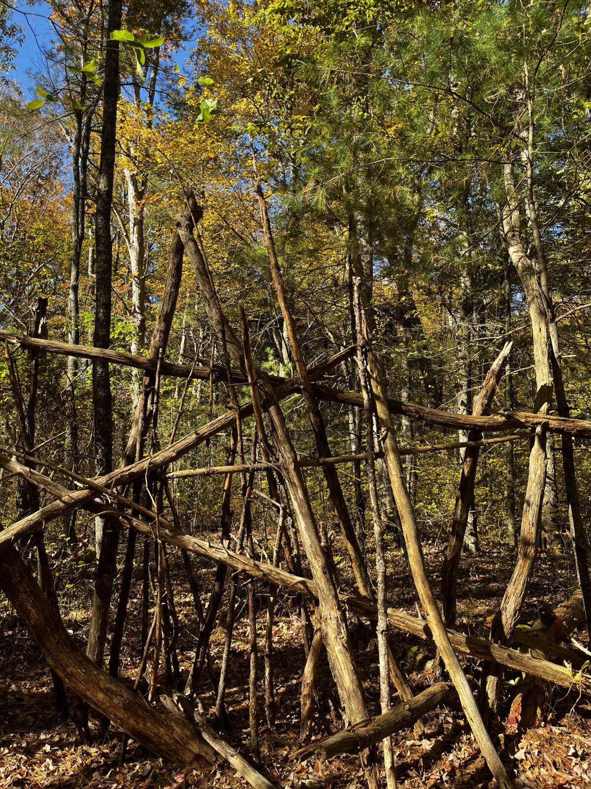 The Wheaton Woods; The History and Ecology that Survives in The Wooded Area