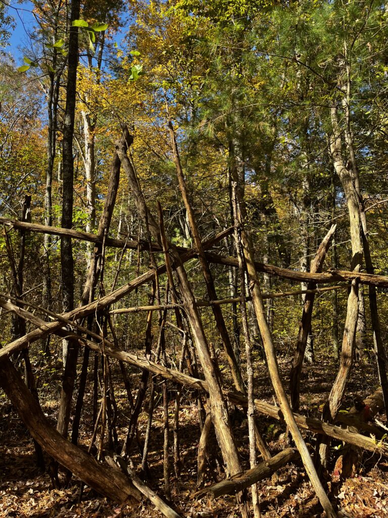 The Wheaton Woods; The History and Ecology that Survives in The Wooded Area